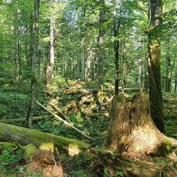 Corkova uvala Plitvice