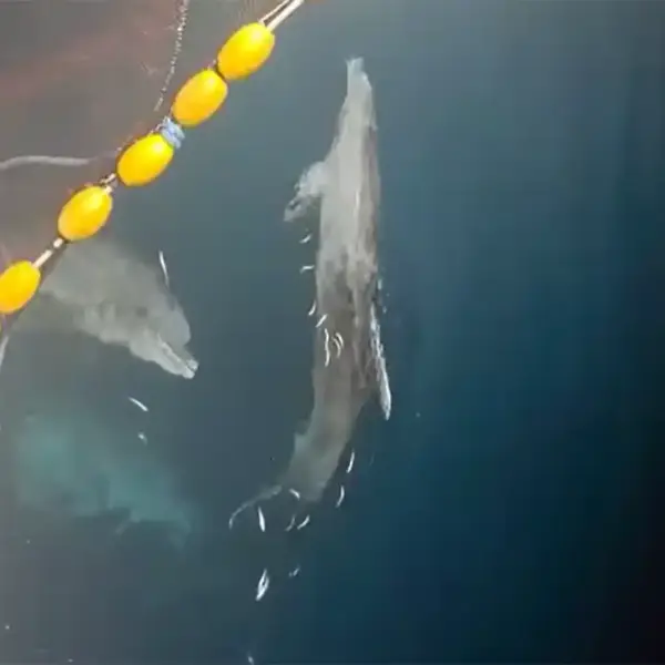 Delphine Fischerboot