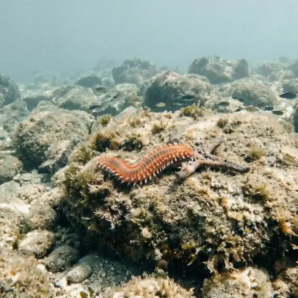 Feuerwurm Dalmatien Kroatien