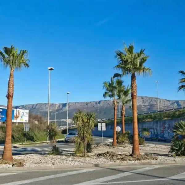 Palmen Split Kroatien