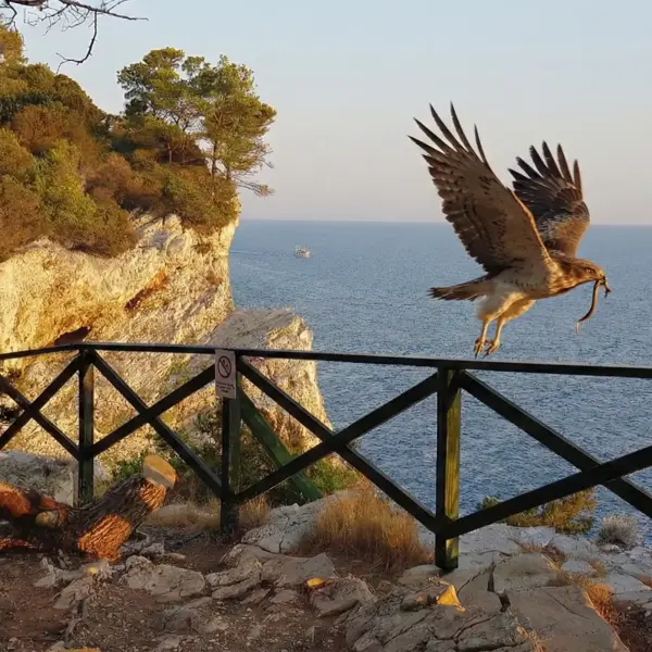 Schlangenadler Telascica Reise nach Afrika