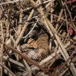 Nahaufnahme einer perfekt getarnten Hornotter (Poskok) im trockenen Unterholz und Laub im Gorski Kotar, Kroatien