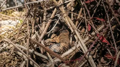 Nahaufnahme einer perfekt getarnten Hornotter (Poskok) im trockenen Unterholz und Laub im Gorski Kotar, Kroatien