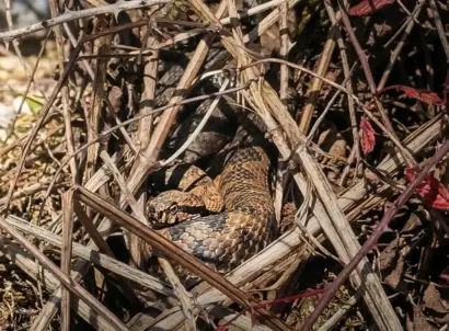 Nahaufnahme einer perfekt getarnten Hornotter (Poskok) im trockenen Unterholz und Laub im Gorski Kotar, Kroatien