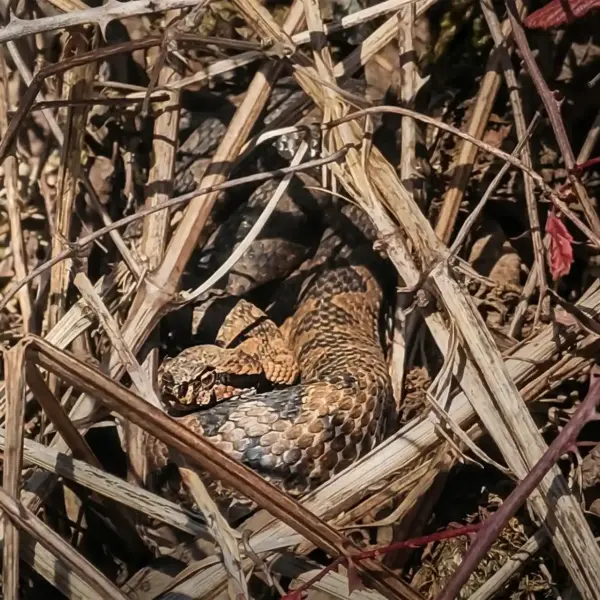 Hornotter Gorski Kotor 1